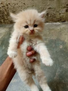 persian cat 1 male and 2 female