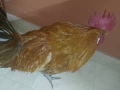 1 golden misri murga