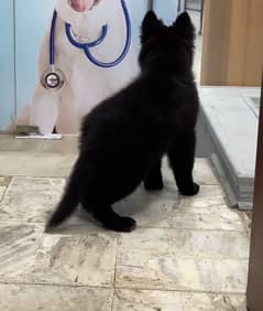 long coat male puppy available 50 days age for sale