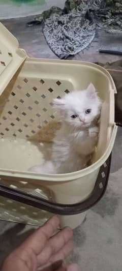 White Perisan kitten / Graw kitten