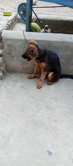 age 4month German shepherd pappi