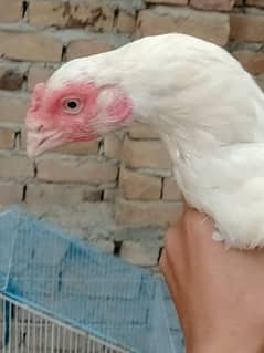 2 high quality heera madiyan for sale