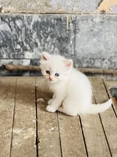 Persion cat triple coated