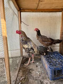 Aseel Pairs egg laying