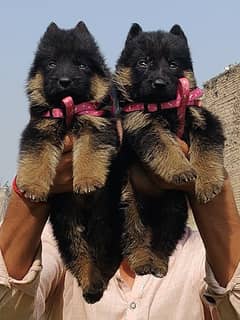 German Shepherd double coat  Puppies Available For Sale