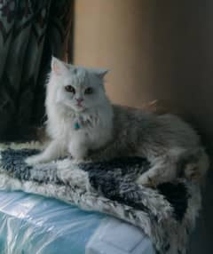 PERSIAN