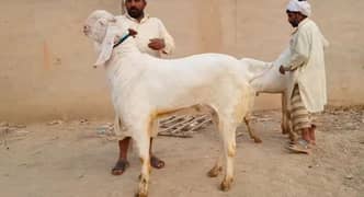 Rajanpuri Bakra Qurbani Lagne Wala For Sale CALL "03134947622