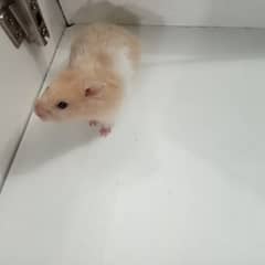 syrian hamster age 5 months friendly and tain hamster