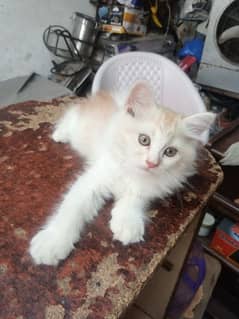 cat for