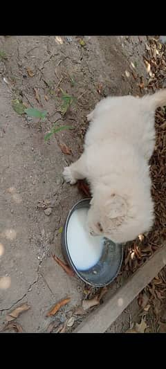 puppy