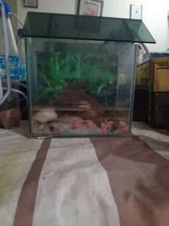 mini fish aquarium