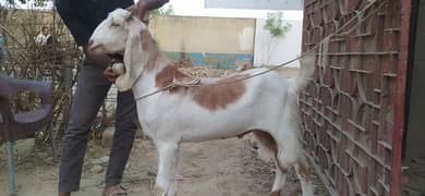 quarbani