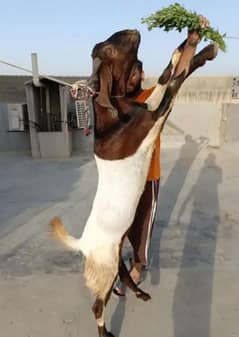 rajanpuri bakra for sale 0320/3884276