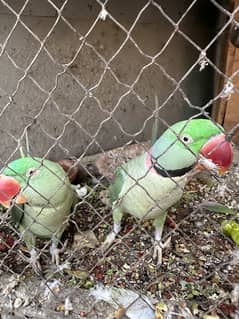 Parrots