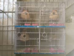 4 pair love birds with cage