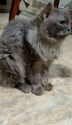 Persia