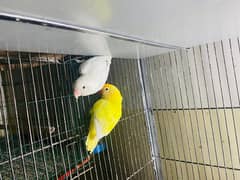 Breeder Pair for sale