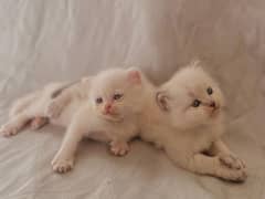 Two Female Persian Kittens