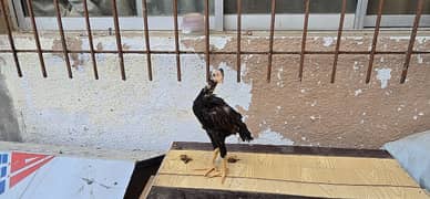 Rooster & Hens