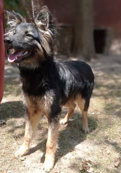 German shepherd for sale