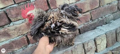 Frizzle Bantam & Bantam Hens Pairs for Sale