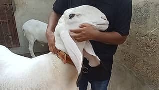 Kajala Breed sheep