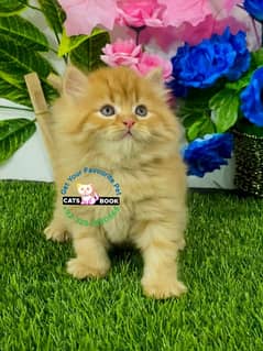 Persian Kittens |Ginger White| Triple Coated |Punch face|fluffy|cat