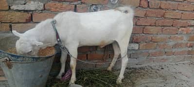 Theda Heera Bakara For sale age 10 month mob 03238600832 location Sgd