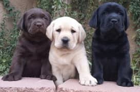 Labrador puppies 03198435459