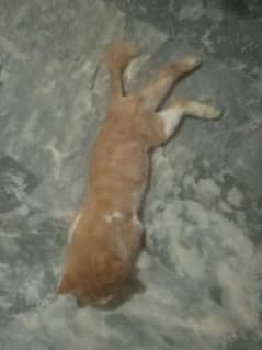 Persian Male Cat for Sale