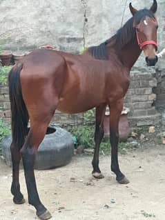 pure Ravi breed morna