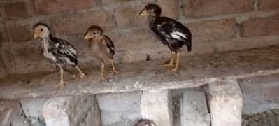 aseel chicks mianwali