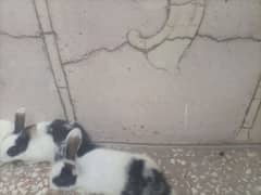 rabbits