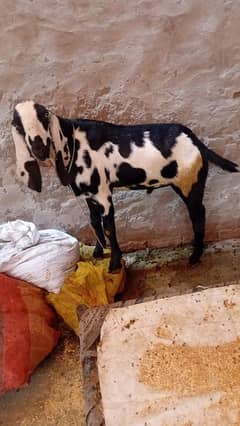 bakary 2 pees 03291251670 arslangujjar