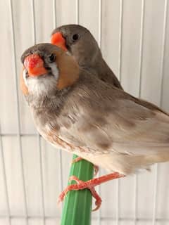pastel full orange finch working pair