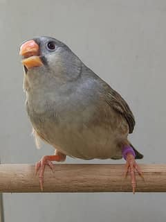pastel full orange finch working pair