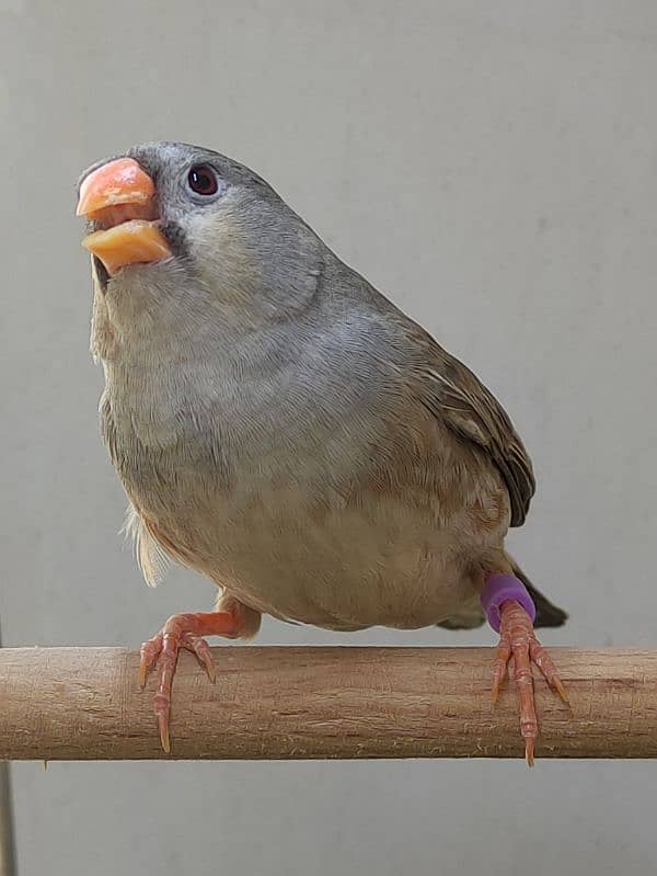 pastel full orange finch working pair 0