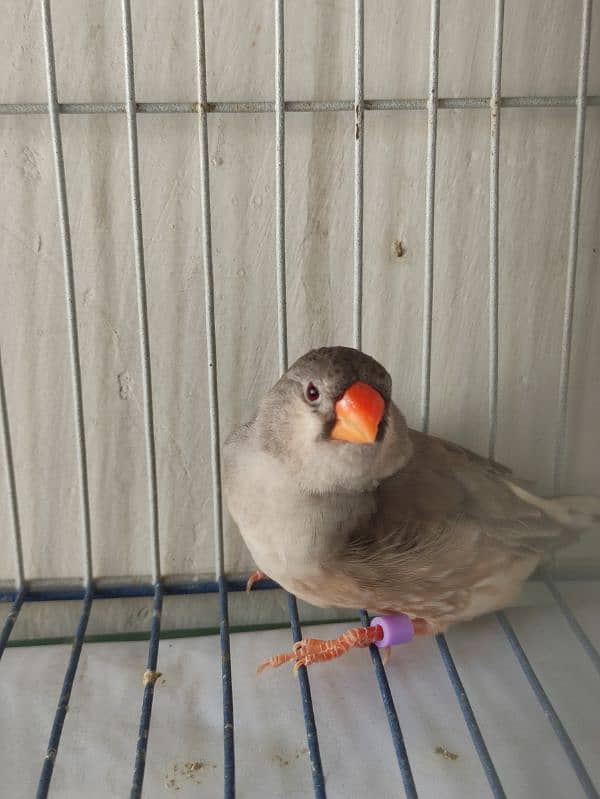 pastel full orange finch working pair 2