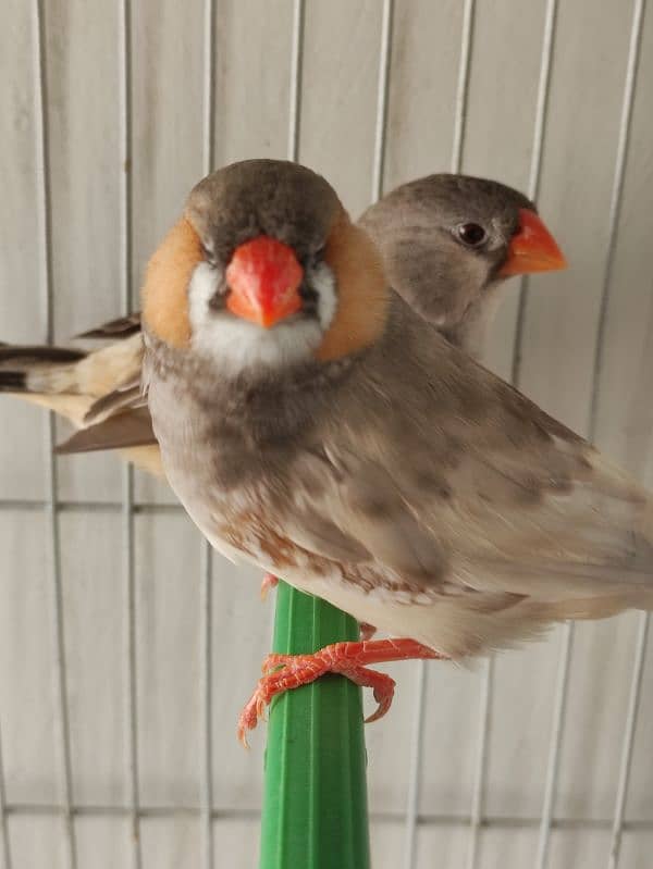 pastel full orange finch working pair 3