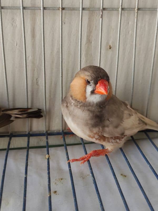 pastel full orange finch working pair 4