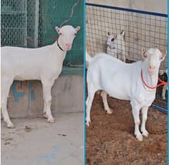 gulabi teddy tedi tedda bakra bakri goat teda