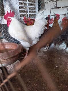 1 Male 10 Female