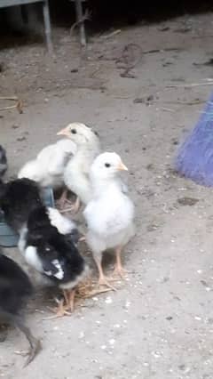 Assel Jageri chicks
