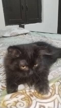 Kitten for sale