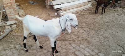 bakry for sale