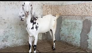 Goat