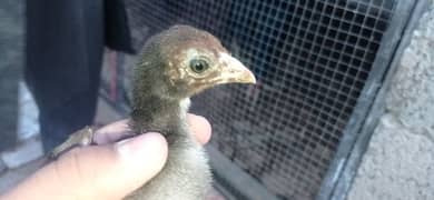 1 aseel full pair with 8 chicks