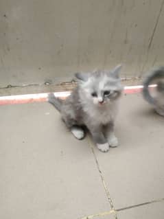 Cat for sale