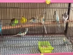 Beautiful Australian Parrot for Sale