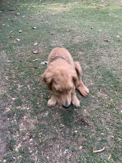 Golden retriever puppy